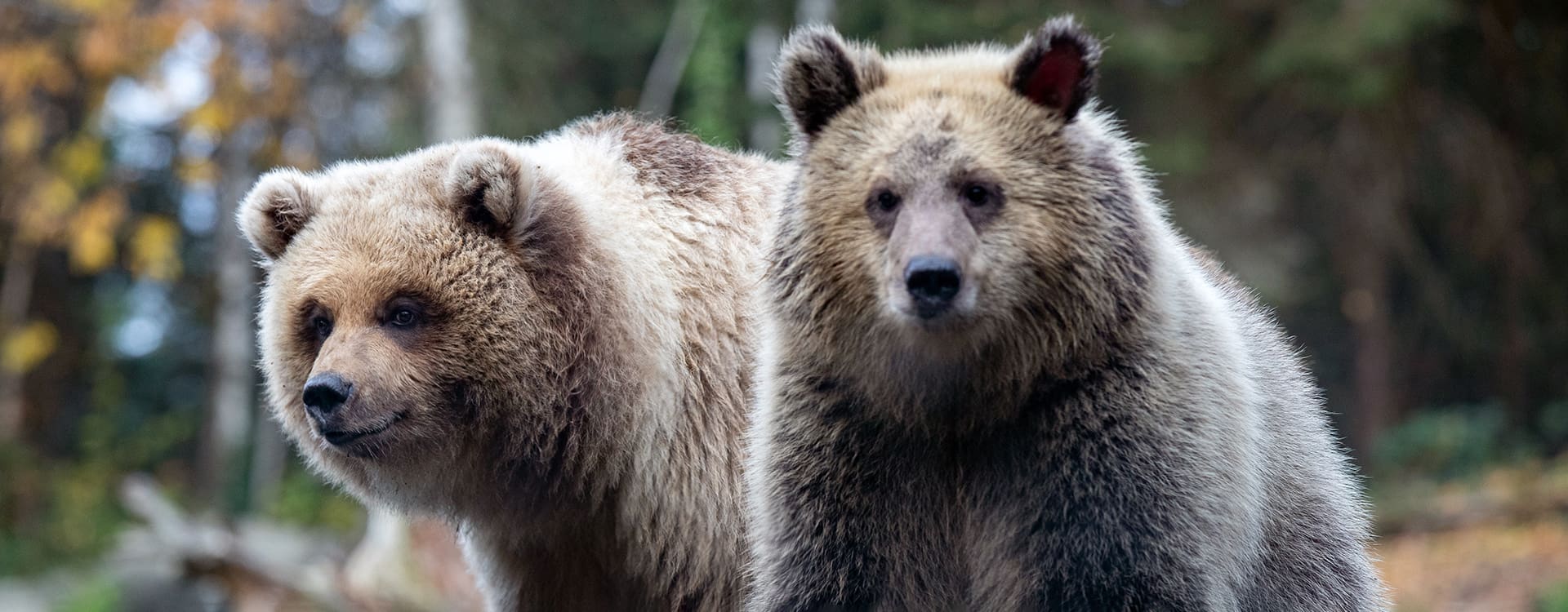 Woodland Park Zoo