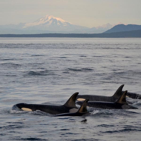 Exploring San Juan Islands in a Day from Seattle Premier Attractions