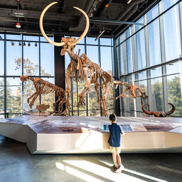 Exploring Seattle's Cultural Tapestry from Seattle Premier Attractions - boy reading a plaque beneath a mamoth skeleton