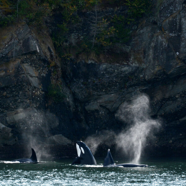 Orcas seen overboard from a San Juan Safari