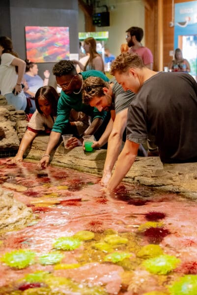 people reaching into a colorful pool of starfish