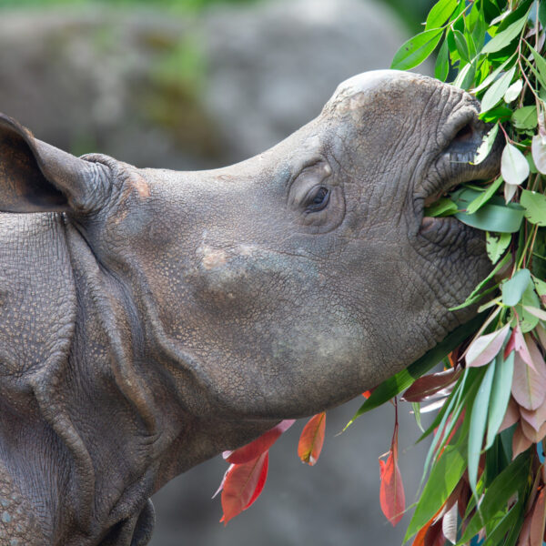 rhinoceros munching a leafy branch above it 