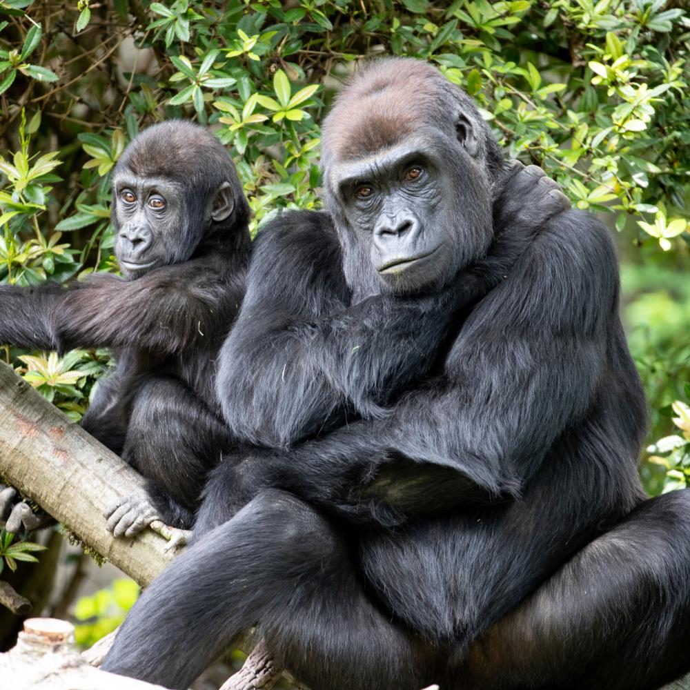 Gorillas at Woodland Park Zoo