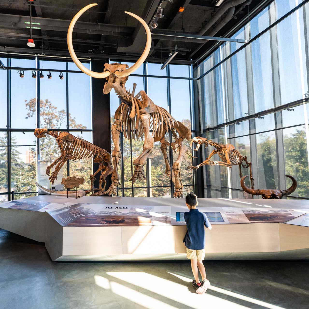 boy reading a plaque beneath a mamoth skeleton