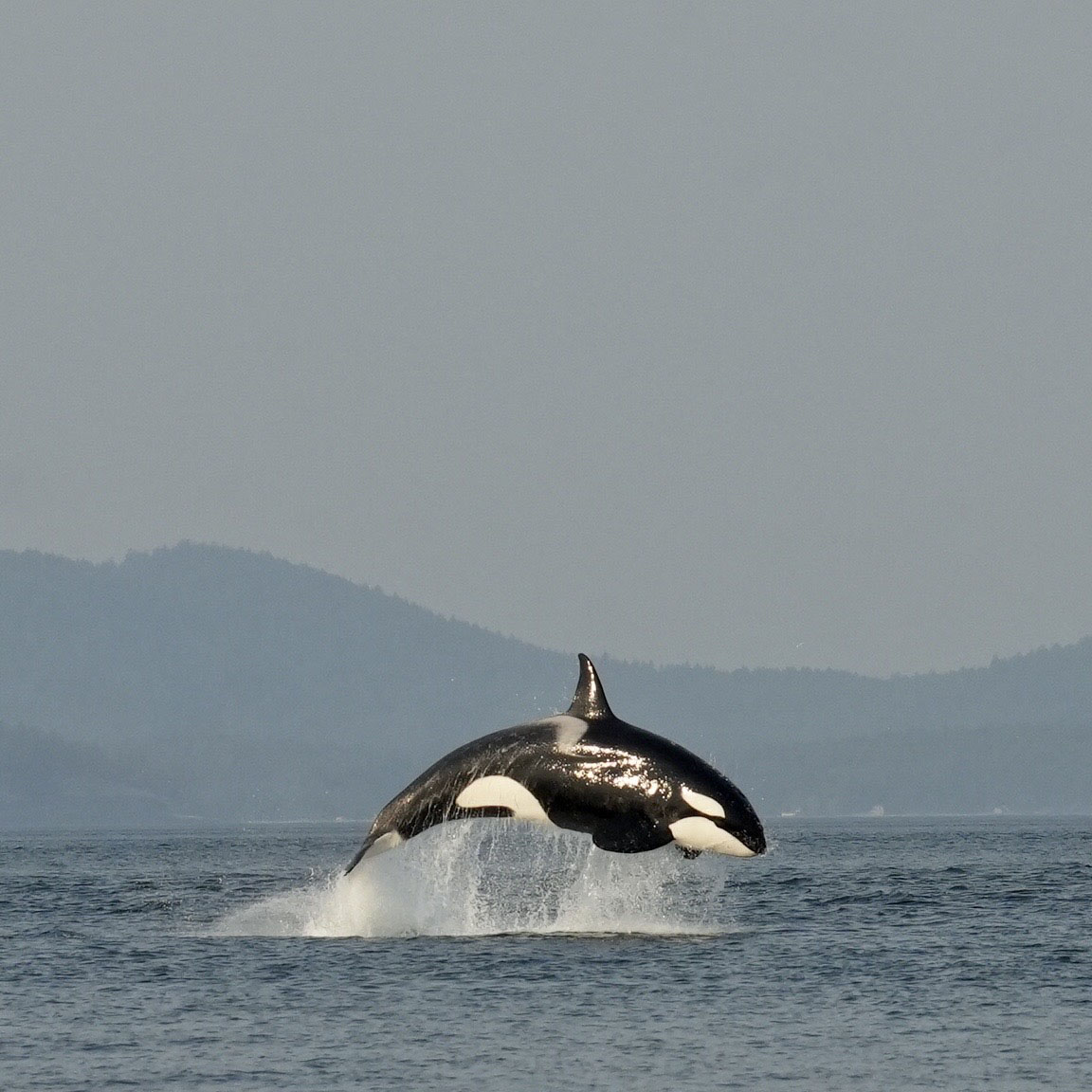 An. orca leaping out of the water