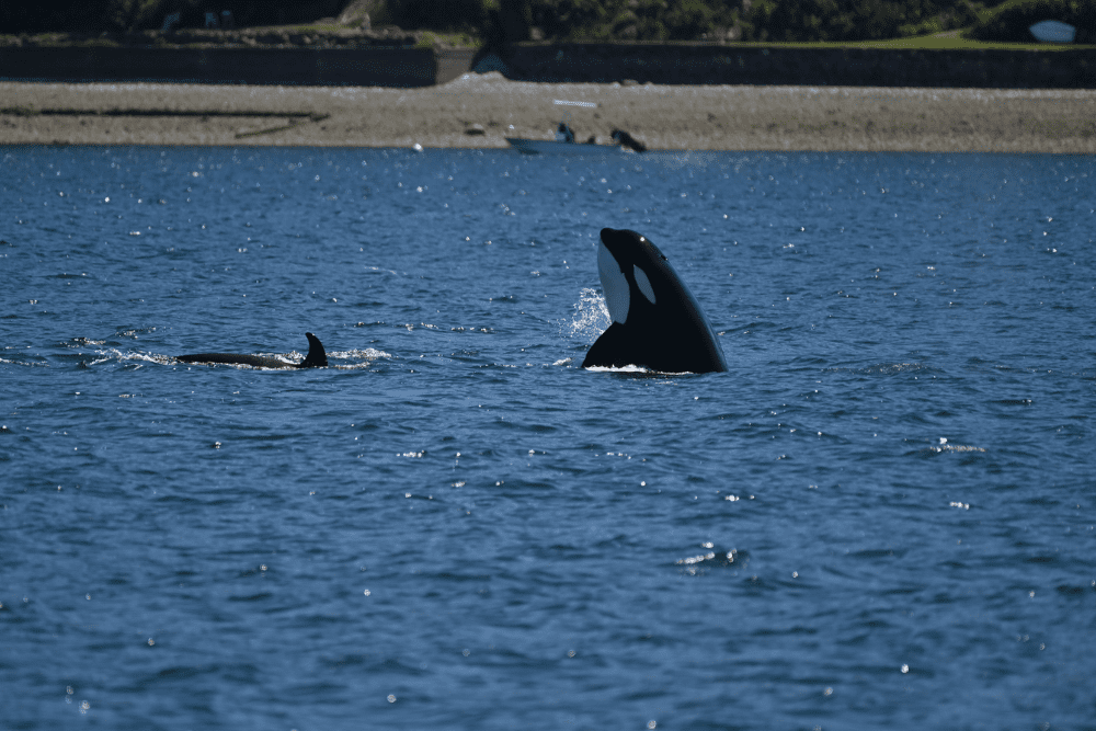 Itinerary Inspo: Seattle Waterfront Walking Tour FRS Clipper Wildlife and Whale Watching Tours