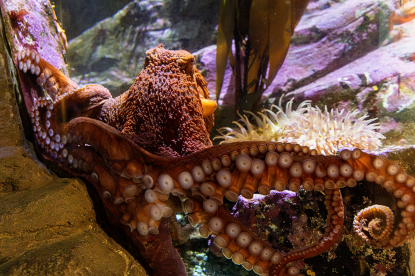 Itinerary Inspo: Seattle Waterfront Walking Tour Seattle Aquarium