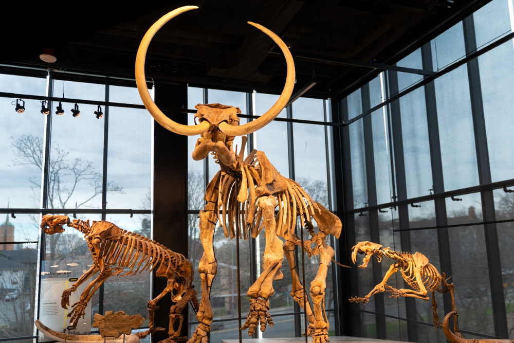 Things to do during Summer in Seattle by Seattle Premium Attractions - Burke Museum of Natural History and Culture Joanne Matsusaka