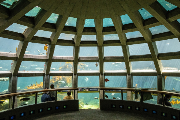Things to do during Summer in Seattle by Seattle Premium Attractions - Seattle Aquarium