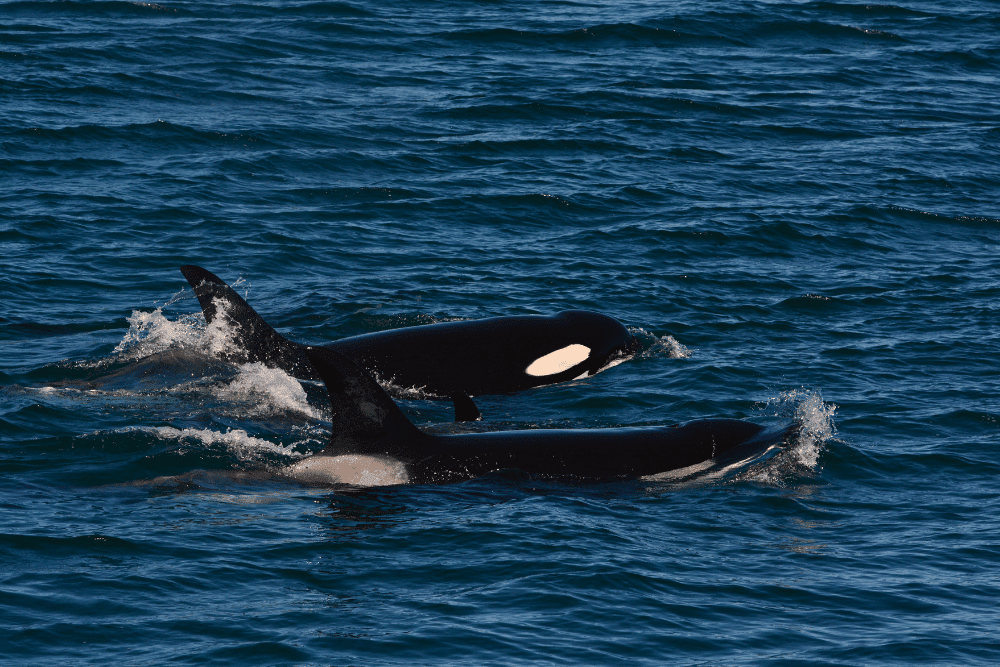 Must-Visit Seattle Activities For Tourists - San Juan Safaris