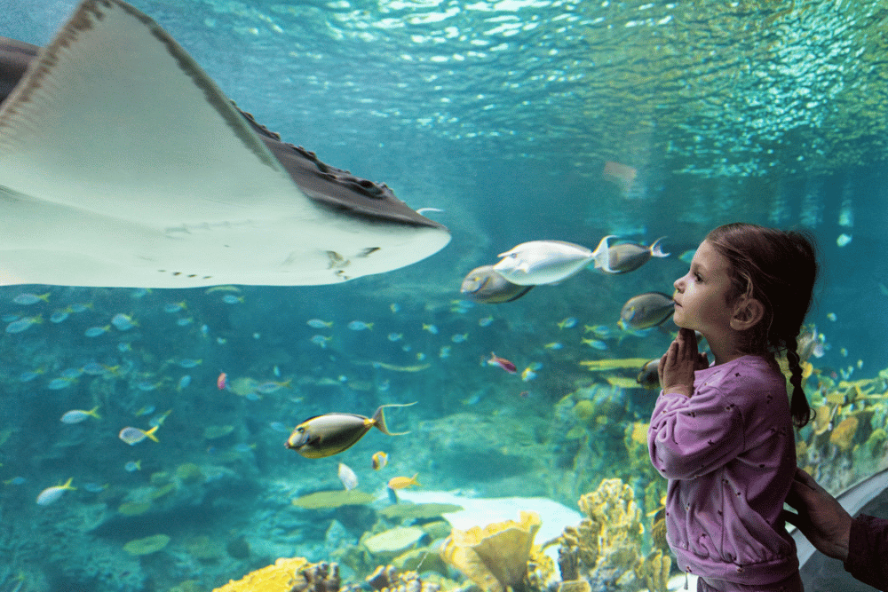Must-Visit Seattle Activities For Tourists - Seattle Aquarium