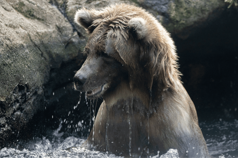 Must-Visit Seattle Activities For Tourists - Woodland Park Zoo