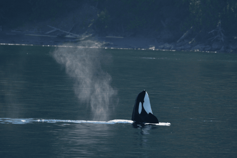 Seattle Boat Rides - San Juan Safaris