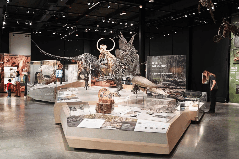 Seattle Museums: Collections & Exhibitions You Need to See - Burke Museum of Natural History