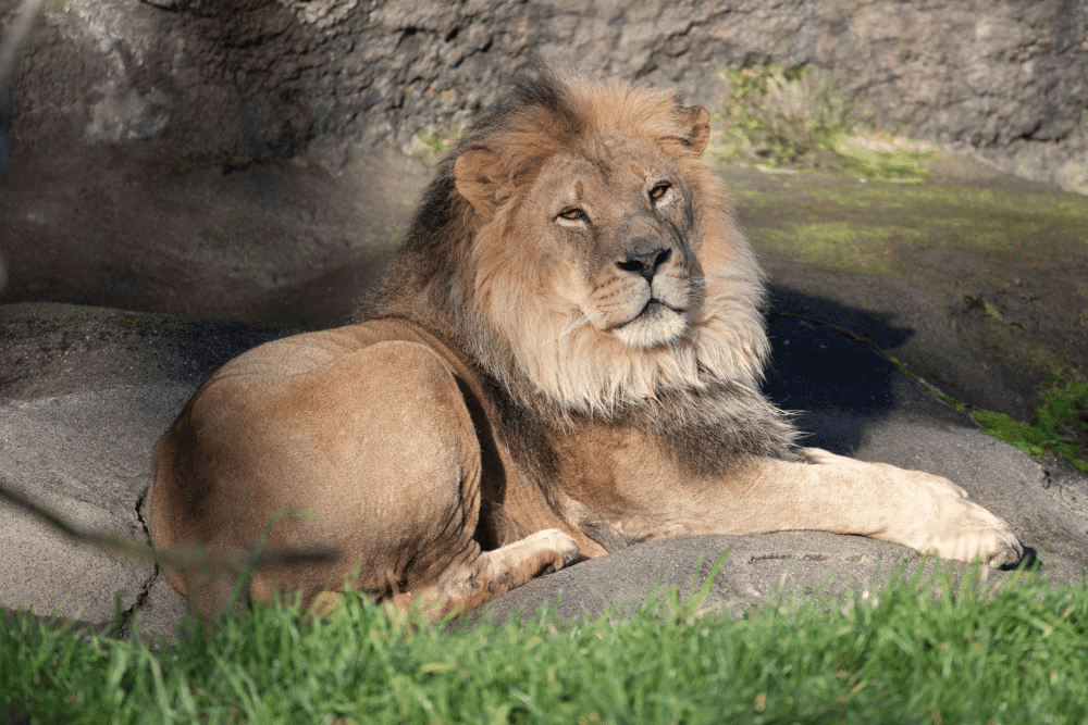 Seattle Weekend Sightseeing In Your Own City - Woodland Park Zoo