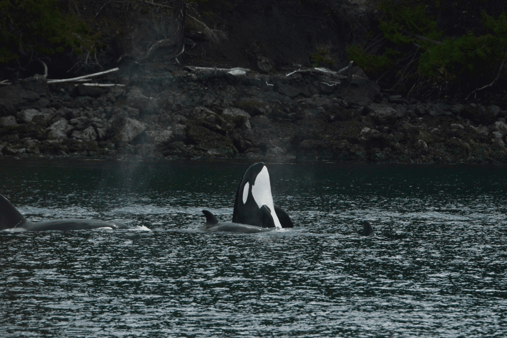 Seattle Sans Kids - Activities For Adults - San Juan Safaris