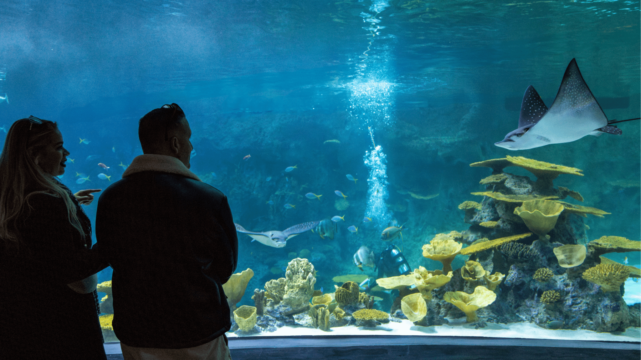 Top Events in Seattle - Seattle Attractions - Seattle Aquarium