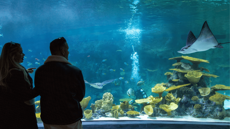 Top Events in Seattle - Seattle Attractions - Seattle Aquarium
