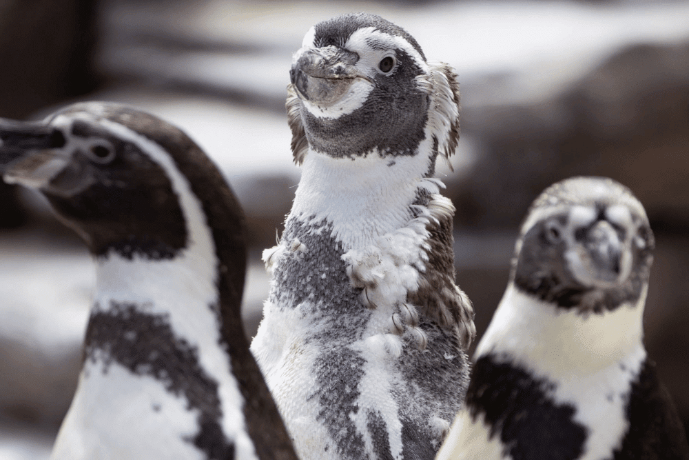 Top Events in Seattle This Year - Woodland Park Zoo