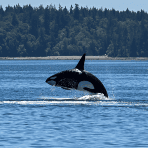 Seattle's Best Marine & Wildlife Experiences & Conservation Education - FRS Clipper