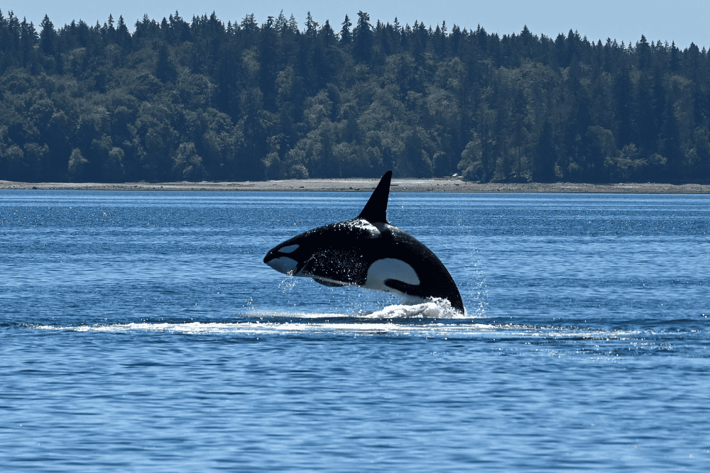 Seattle's Best Marine & Wildlife Experiences & Conservation Education - FRS Clipper