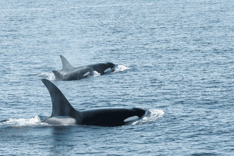 Seattle Activities This Weekend: Outdoor Adventures - San Juan Safaris