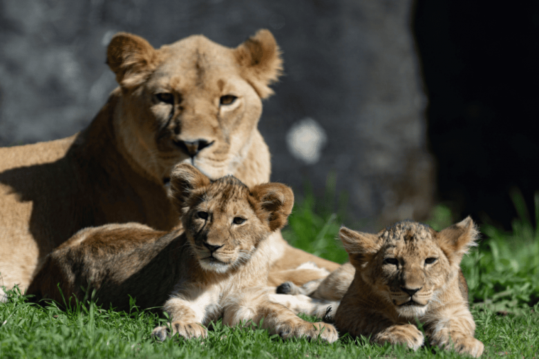 Seattle Activities This Weekend: Outdoor Adventures - Woodland Park Zoo