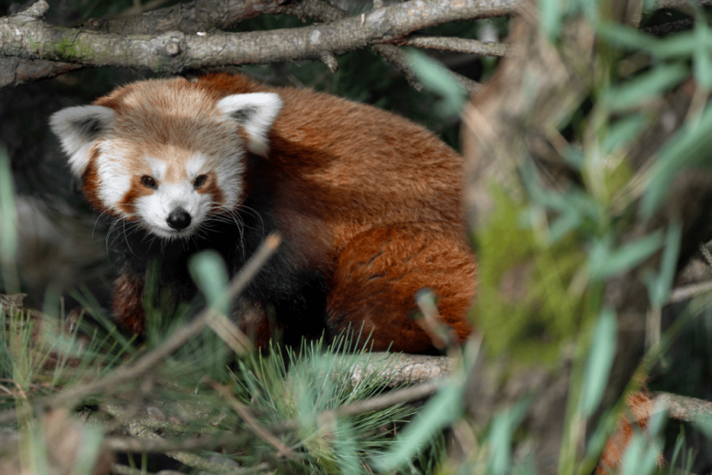 Seattle Museums For Science Lovers: Top Picks - Woodland Park Zoo