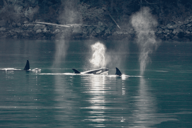 Seattle's Best Marine & Wildlife Experiences & Conservation Education - San Juan Safaris