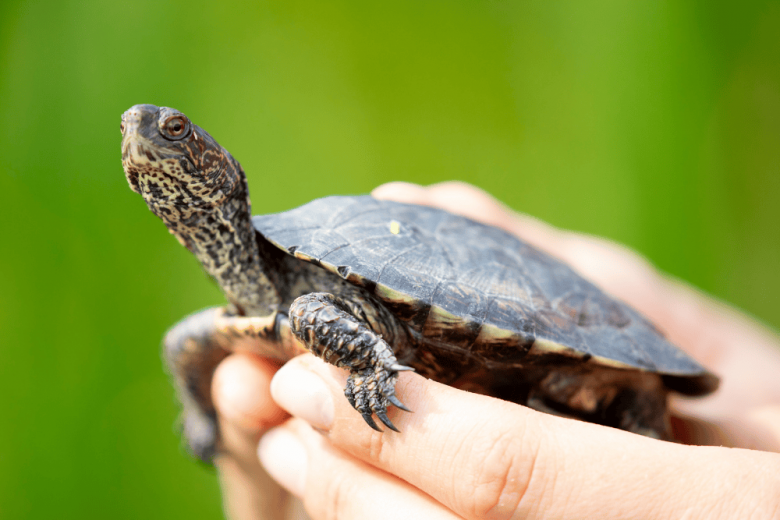 Seattle's Best Marine & Wildlife Experiences & Conservation Education - Woodland Park Zoo